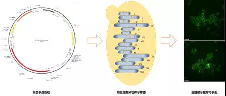 ONE游戏官网-皇马巴塞赞助商